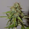 семена конопли скороспелый купить Auto Cheese feminised Victory Seeds