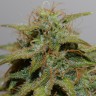 семена конопли дешево Auto Cheese feminised Victory Seeds
