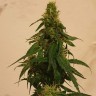 качественные семена конопли  Gelato feminised Ganja Live Seeds
