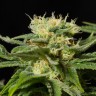 купить семена California Hash Plant feminised GanjaLiveSeeds