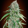 семенам конопли Swiss Chocolate CBD feminised Ganja Seeds