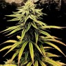 семена конопли Swiss Chocolate CBD feminised Ganja Seeds