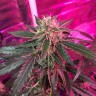 семена конопли дешево Auto Blue Mystic regular Ganja Seeds