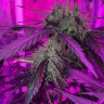 семена индийской конопли Auto Blue Mystic regular Ganja Seeds