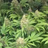 заказать качественные семена конопли Skunk №1 feminised