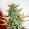 семена конопли гидропоники Great White Shark feminised Ganja Live Seeds