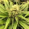 семена индийской конопли Auto Chocolope feminised Victory Seeds