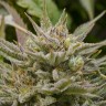 Семена конопли Grapefruit Alpha Dog feminised Ganja Live Seeds