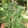 Феминизированные семена конопли Grapefruit Alpha Dog feminised Ganja Live Seeds