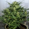 Семена конопли Grapefruit Alpha Dog feminised Ganja Live Seeds