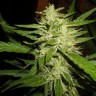 семена конопли в оригинальных упаковках Super Lemon Haze feminised Ganja Seeds