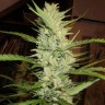 семена конопли недорого Super Lemon Haze feminised Ganja Seeds