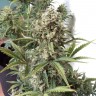 семена конопли интернет магазин Auto Chronic XXL feminised Victory Seeds
