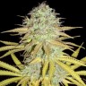 Фотопериодные семена конопли Grapefruit Diesel feminised Ganja Live Seeds
