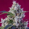  Indigo Berry Kush feminised GanjaLiveSeeds недорого