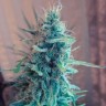 заказать семена конопли Bubble Gum feminised
