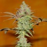 заказать качественные семена конопли Bubble Gum feminised