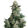 купить автоцветущие семена конопли Auto New York City feminised