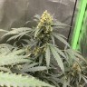 семена конопли в оригинальных упаковках Auto Critical feminised Victory Seeds