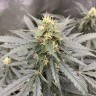 купить семена конопли Auto Critical feminised Victory Seeds
