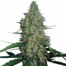 заказать семена конопли наложенным платежом G13 feminised