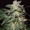семена конопли f1 в оригинальной упаковке Lemon Skunk feminised Ganja Live Seeds