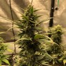 где заказать семена конопли Auto Great White Shark feminised Victory Seeds