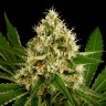 семена конопли дешево OG Kush feminised Ganja Seeds