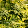 семена конопли почтой Era feminised
