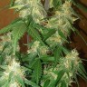 урожайные семена конопли LSD feminised Ganja Live Seeds