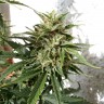 где можно заказать семена конопли Auto Heaven feminised Victory Seeds