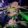 Auto Mimosa Bruce Banner XL feminised Ganja Seeds