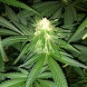 семена сортовой конопли Critical + feminised Ganja Seeds