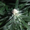 семена конопли феминизированные Critical + feminised Ganja Seeds