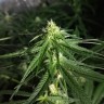 качественные семена конопли Critical + feminised Ganja Seeds