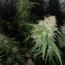хорошие семена конопли Auto Jack Herer feminised Victory Seeds