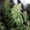 семена конопли Украина Auto Jack Herer feminised Victory Seeds