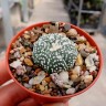 Семена кактуса Astrophytum