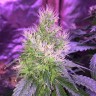 семена конопли Киев Auto Northern Light feminised Victory Seeds