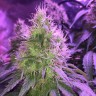 семена конопли в Украине Auto Northern Light feminised Victory Seeds