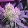 семена конопли индика Auto Northern Light feminised Victory Seeds