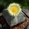 Качественные семена кактуса Astrophytum coahuilense
