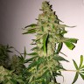 хорошие семена конопли Lemon Skunk feminised Ganja Seeds