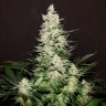 семена конопли курьером Lemon Skunk feminised Ganja Seeds