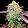 семена конопли для посадки купить Auto NYV Diesel feminised Victory Seeds