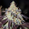 семена конопли для курения Auto NYV Diesel feminised Victory Seeds