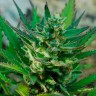 семена конопли Auto Afgani №1 feminised Ganja Seeds 
