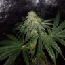 семена конопли для выращивания Auto OG Kush feminised Victory Seeds