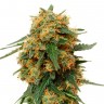 Семена конопли недорого Tangerine Dream feminised Ganja Seeds