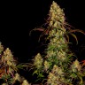 Семена марихуаны недорого Tangerine Dream feminised Ganja Seeds